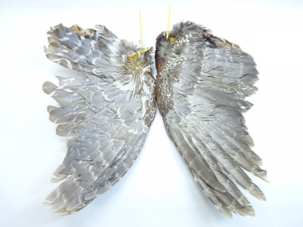 ヤマドリ羽根 2枚セットD